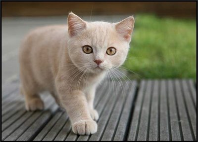 cute-orange-cat.jpg